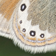 Coenonympha gardetta